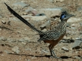 lesser-roadrunner