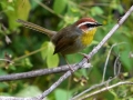 rufous-capped-warbler