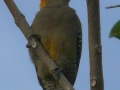 golden-cheeked-woodpecker