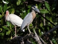heron-boat-billed-ad-2-19-09_4