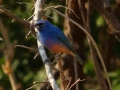 rose-bellied-bunting