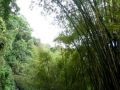 birders-and-bamboo