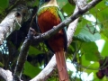 rufus-tailed-jacamar