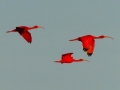 scarlet-ibis