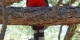 Mountain Trogon