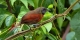 Rufous-breasted spinetail