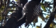 Stricklands Woodpecker