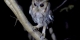 Balsas Screech owl