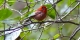 Red-Warbler