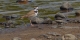 collared Plover