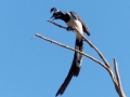 black-throated-magpie-jay
