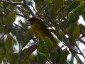 mangrove-warbler