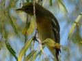 northern-parula