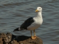 yellow-footed-gull