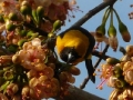 yellow-backed-oriole-2