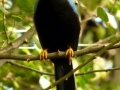 yucatan-jay2