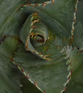 Agave detail