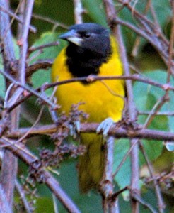 Audubons Oriole