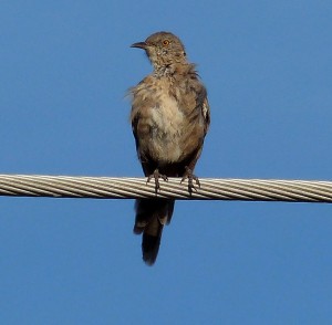 Bendire's Thrasher