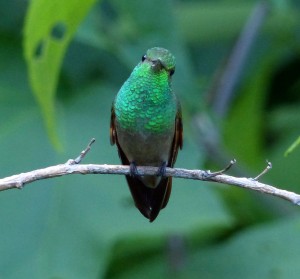 A curious Berylline Hummingbird