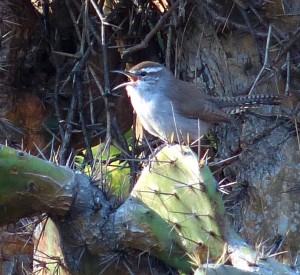 Bewicks Wren