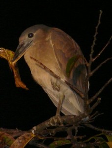 Boat-billed Heron