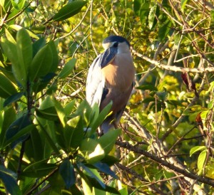 We got great looks at this Boat-billed Heron