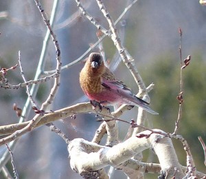 Brown-capped Rosy-finch