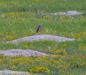 We found these Burrowing Owls at a Prairie dog colony