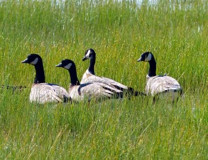 Cackling geese