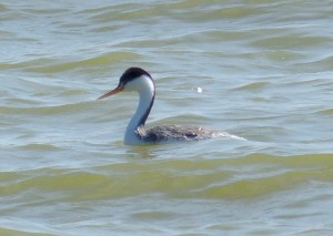 Clarks Grebe