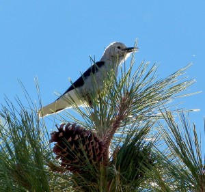 Clarks Nutcracker