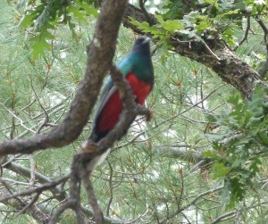 Not my best Quetzal Photo, but a wonderful moment!