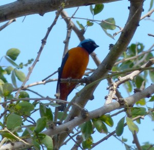 Elegant Euphonia