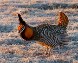 Greater Prairie Chicken