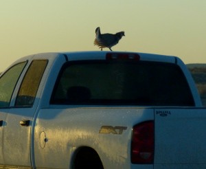 Indeed one did finally dance on the roof of a truck!