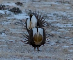 Greater Sage Grouse's displaying