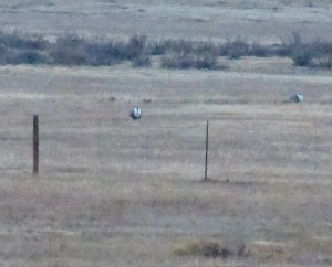 Gunnison Sage Grouse leking