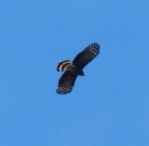 Hook-billed Kite