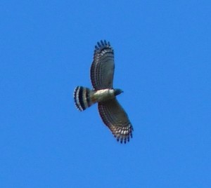 A beautiful Hook-billed Kite soared over us on the boat trip