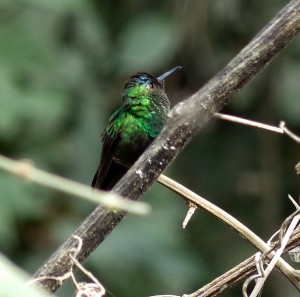 A Mexican Wood-nymph 