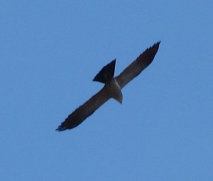 Mississippi Kite soaring over St. David