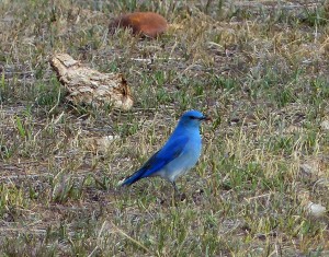 Mountain Bluebird