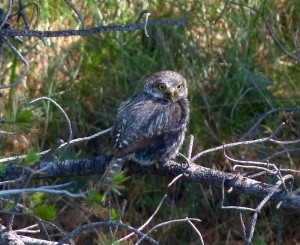 A Mountain Pygmy Owl came in for good looks