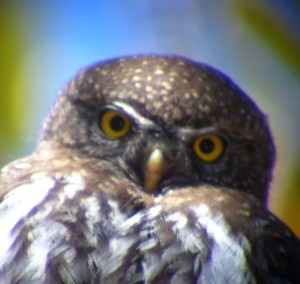 Mountain Pygmy Owl