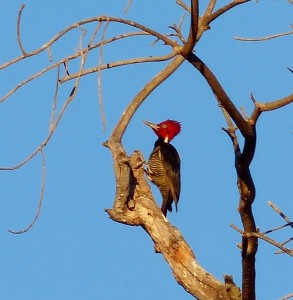A Pale-billed Woodpecker that David found