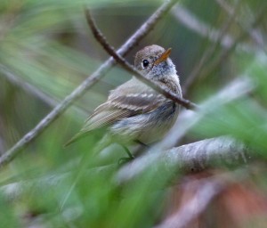 A cooperative Pine Flycatcher