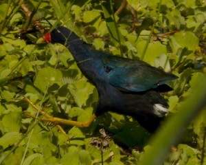 Purple Gallinule