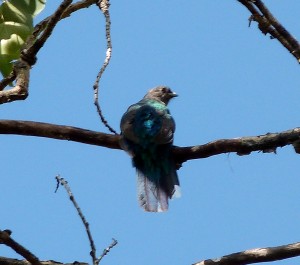 One of the Quetzals we saw, this is the female