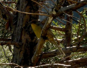 Rufous-capped Brush-finch